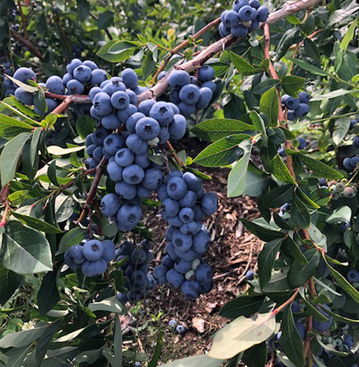 Gros plan de bleuets frais récoltés à la Bleuetière Lapointe