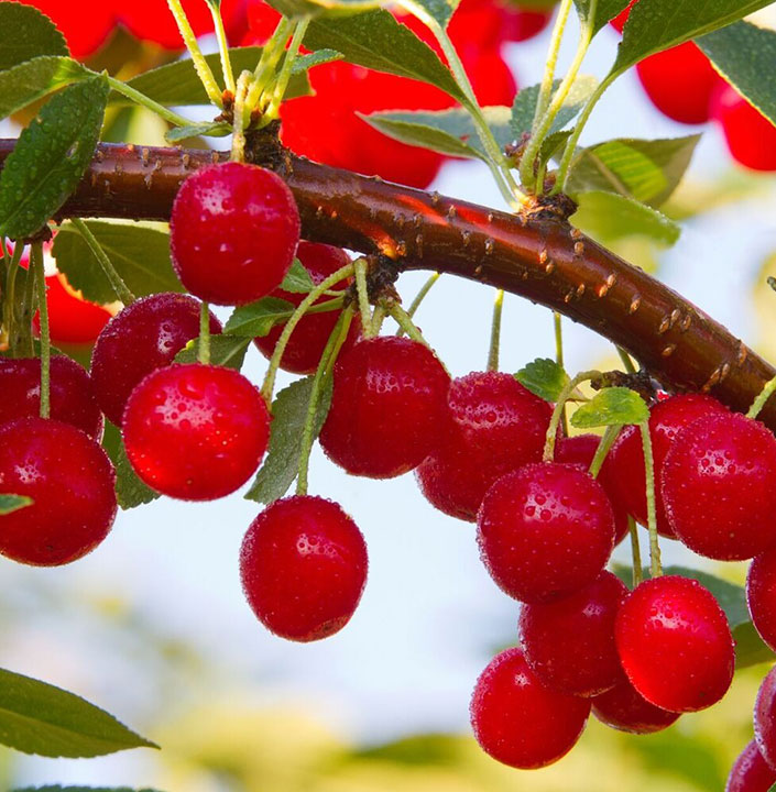 Cerises fraîchement cueillies à la Bleuetière Lapointe